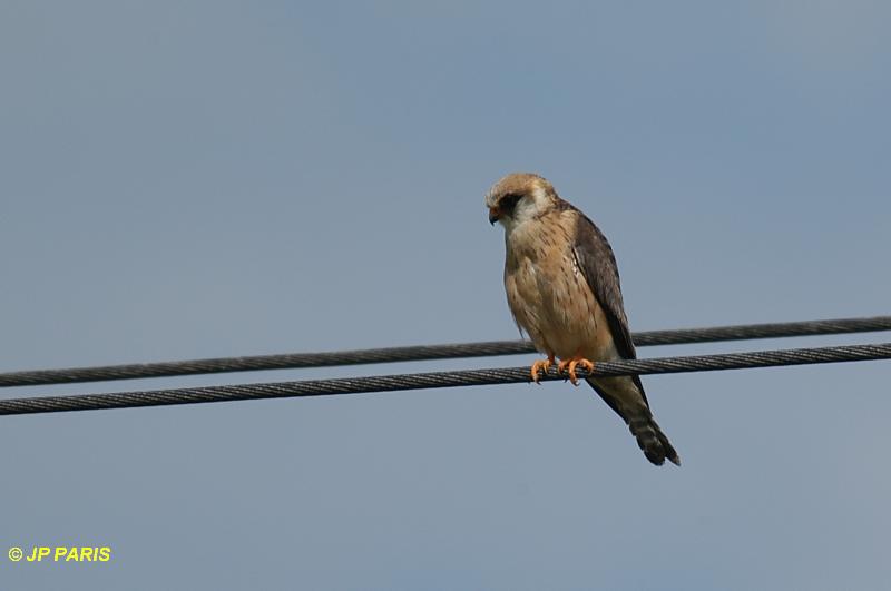 Falco vespertinus